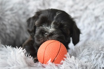 Havanese Puppy For Sale - Lone Star Pups Havanese Puppy For Sale - Lone Star Pups